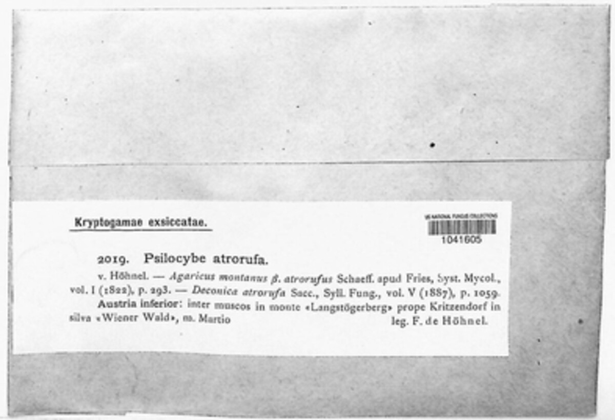 Psilocybe atrorufa image